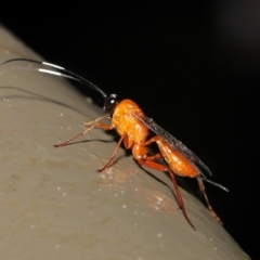 Stiromesostenus sp. (genus) at Acton, ACT - 4 May 2021