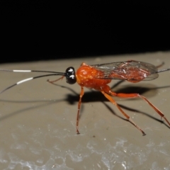 Stiromesostenus sp. (genus) at Acton, ACT - 4 May 2021