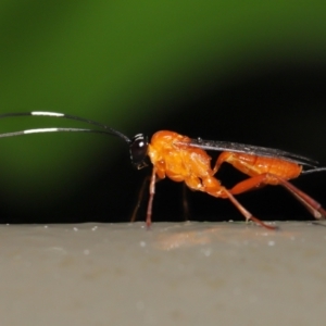 Stiromesostenus sp. (genus) at Acton, ACT - 4 May 2021