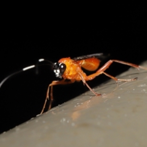 Stiromesostenus sp. (genus) at Acton, ACT - 4 May 2021