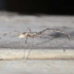 Tamopsis sp. (genus) (Two-tailed spider) at Acton, ACT - 27 Jun 2021 by TimL