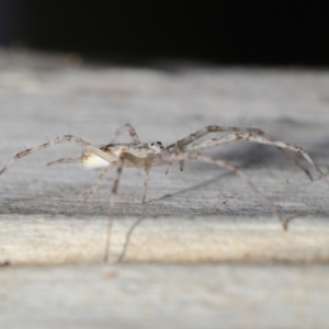 Tamopsis sp. (genus) at Acton, ACT - 27 Jun 2021