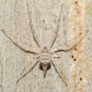 Tamopsis sp. (genus) at Acton, ACT - 27 Jun 2021