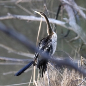 Anhinga novaehollandiae at Tuggeranong DC, ACT - 28 Jun 2021 02:08 PM