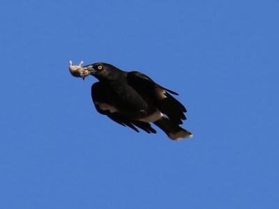 Strepera graculina (Pied Currawong) at Gordon, ACT - 28 Jun 2021 by RodDeb