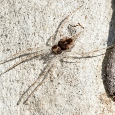 Tamopsis sp. (genus) (Two-tailed spider) at Higgins, ACT - 28 Jun 2021 by AlisonMilton