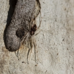 Tamopsis sp. (genus) at Higgins, ACT - 28 Jun 2021