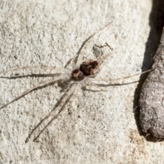 Tamopsis sp. (genus) at Higgins, ACT - 28 Jun 2021