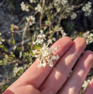 Pimelea linifolia at Hackett, ACT - 28 Jun 2021 10:36 AM