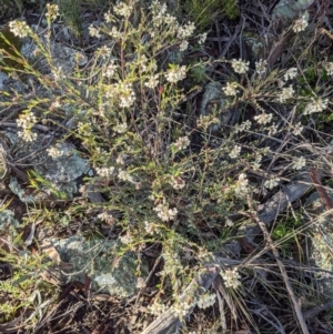 Pimelea linifolia at Hackett, ACT - 28 Jun 2021 10:36 AM