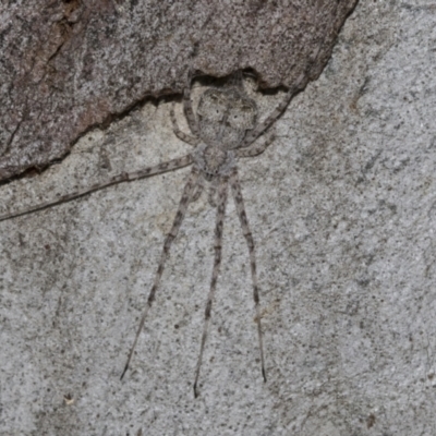 Tamopsis sp. (genus) (Two-tailed spider) at Higgins, ACT - 27 Jun 2021 by AlisonMilton