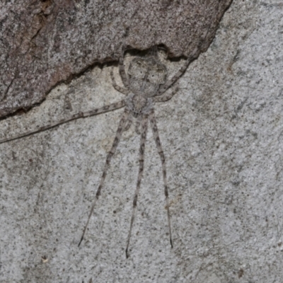 Tamopsis sp. (genus) (Two-tailed spider) at Higgins, ACT - 28 Jun 2021 by AlisonMilton