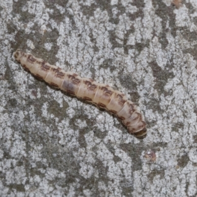 Lepidoptera unclassified IMMATURE moth at Higgins, ACT - 27 Jun 2021 by AlisonMilton