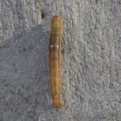 Oenochroma vinaria (Pink-bellied Moth, Hakea Wine Moth) at Higgins, ACT - 28 Jun 2021 by AlisonMilton