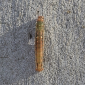 Oenochroma vinaria at Higgins, ACT - 28 Jun 2021