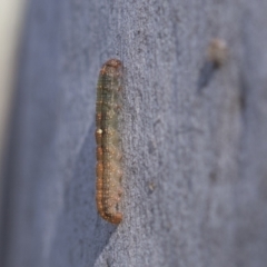 Oenochroma vinaria at Higgins, ACT - 28 Jun 2021