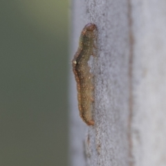 Oenochroma vinaria at Higgins, ACT - 28 Jun 2021