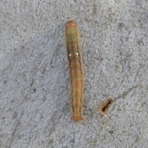 Oenochroma vinaria at Higgins, ACT - 28 Jun 2021