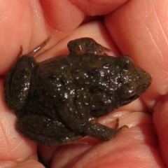 Crinia signifera (Common Eastern Froglet) at Coree, ACT - 28 Jun 2021 by Christine