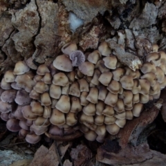 Mycena 'clarkeana group' at Boro, NSW - 28 Jun 2021