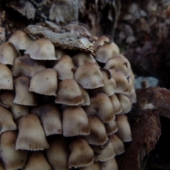 Mycena 'clarkeana group' at Boro, NSW - suppressed