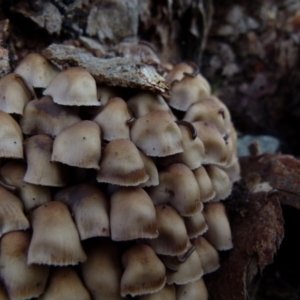 Mycena 'clarkeana group' at Boro, NSW - 28 Jun 2021