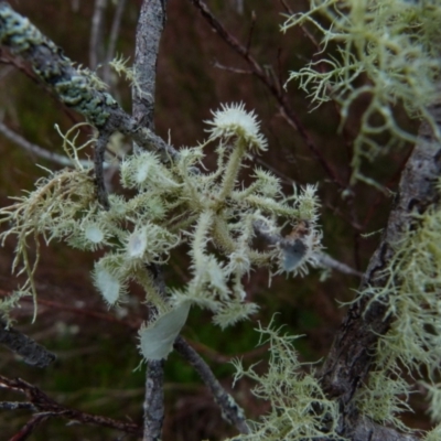 Usnea sp. (genus) (Bearded lichen) at Boro, NSW - 27 Jun 2021 by Paul4K