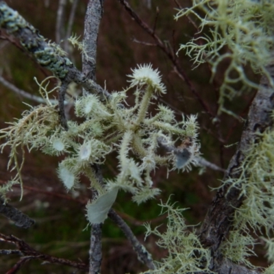 Usnea sp. (genus) (Bearded lichen) at Boro, NSW - 28 Jun 2021 by Paul4K