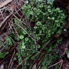 Cladonia sp. (genus) (Cup Lichen) at Boro, NSW - 28 Jun 2021 by Paul4K