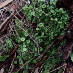 Cladonia sp. (genus) (Cup Lichen) at Boro, NSW - 27 Jun 2021 by Paul4K