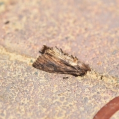 Unidentified Moth (Lepidoptera) at Wamboin, NSW - 6 Feb 2021 by natureguy