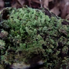 Cladonia sp. (genus) (Cup Lichen) at Boro, NSW - 27 Jun 2021 by Paul4K