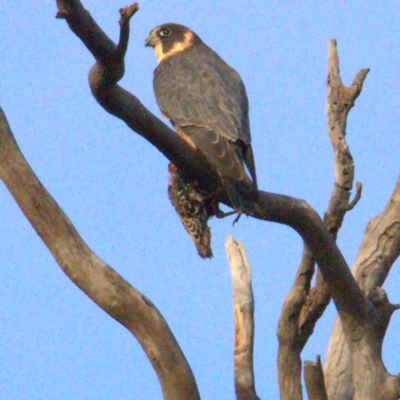Falco longipennis (Australian Hobby) at Throsby, ACT - 28 Jun 2021 by davobj