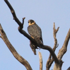 Falco longipennis at Throsby, ACT - 29 Jun 2021