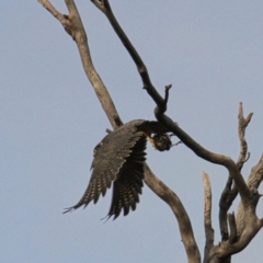 Falco longipennis at Throsby, ACT - 29 Jun 2021