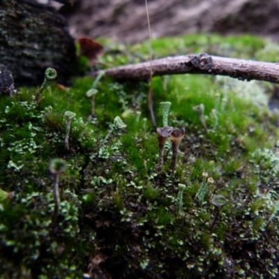 Cladonia sp. (genus) (Cup Lichen) at Boro, NSW - 27 Jun 2021 by Paul4K