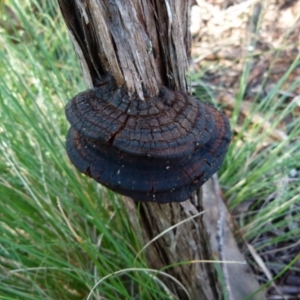 Phellinus sp. (non-resupinate) at Boro, NSW - suppressed