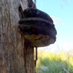 Phellinus sp. (non-resupinate) at Boro, NSW - suppressed