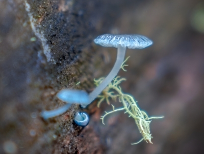 Mycena interrupta (Pixie's Parasol) at Uriarra, NSW - 27 Jun 2021 by trevsci