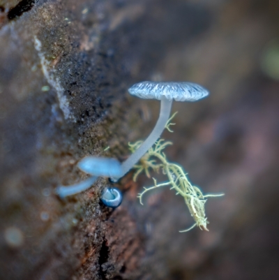 Mycena interrupta (Pixie's Parasol) at Uriarra, NSW - 27 Jun 2021 by trevsci