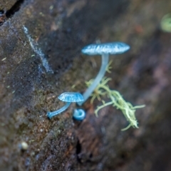 Mycena interrupta at Uriarra, NSW - 27 Jun 2021