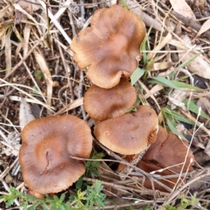 Cortinarius sp. at Cook, ACT - 29 Jun 2021