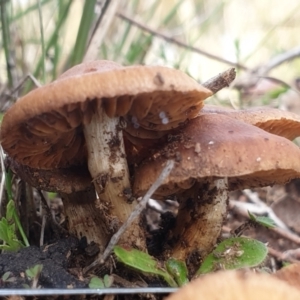 Cortinarius sp. at Cook, ACT - 29 Jun 2021