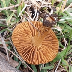 Cortinarius sp. at Cook, ACT - 29 Jun 2021