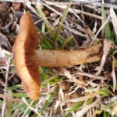 Cortinarius sp. at Cook, ACT - 29 Jun 2021