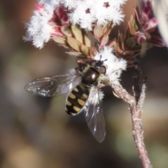 Melangyna viridiceps (Hover fly) at Tuggeranong Hill - 29 Jun 2021 by owenh