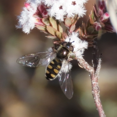 Melangyna viridiceps (Hover fly) at Tuggeranong Hill - 29 Jun 2021 by Owen