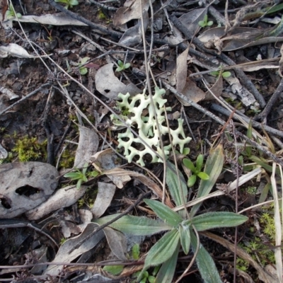 Xanthoparmelia semiviridis at Tuggeranong Hill - 29 Jun 2021 by jamesjonklaas