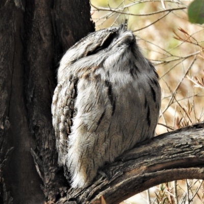 Podargus strigoides (Tawny Frogmouth) at Fyshwick, ACT - 29 Jun 2021 by JohnBundock