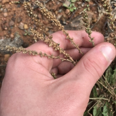 Plantago sp. (Plantain) at Burra, NSW - 14 Jun 2021 by Tapirlord